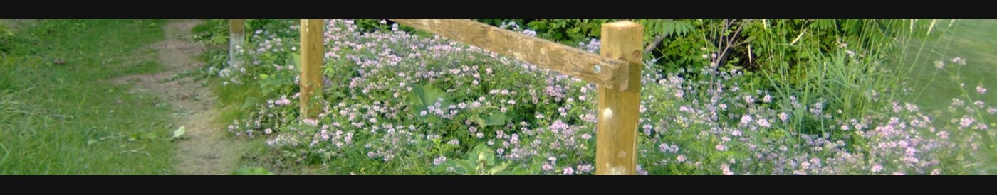 spring-flowers