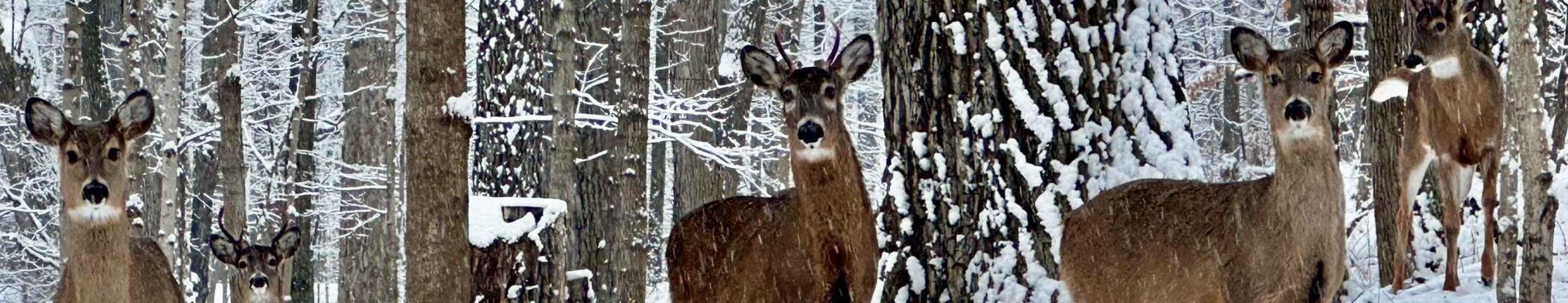 Photo by Kevin Abing