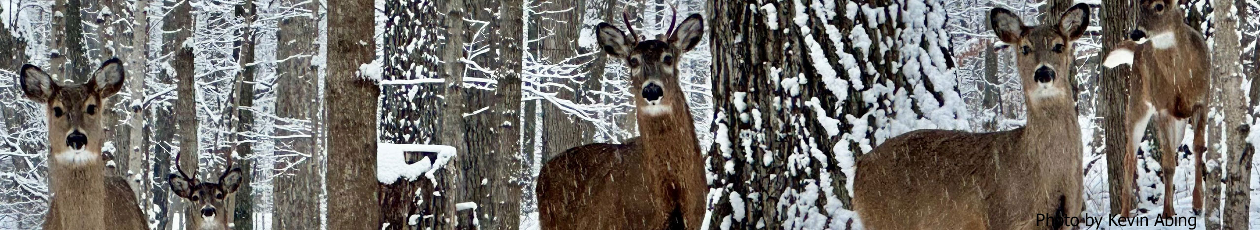 Winter Deer - - Photo by Kevin Abing