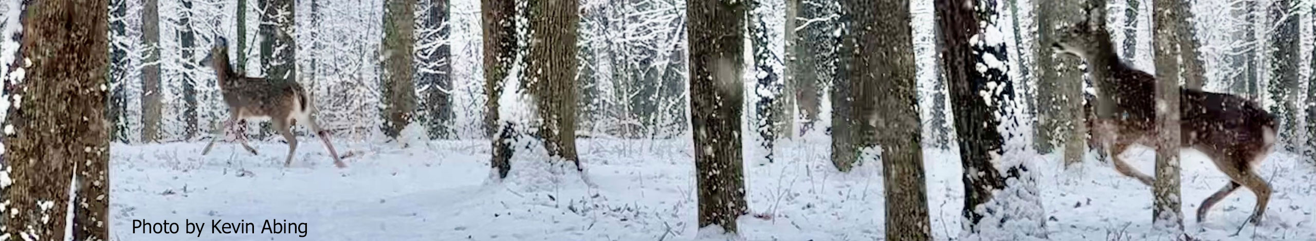 Winter Deer Running - Photo by Kevin Abing